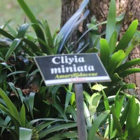 Clivia miniata (Lindl.) Verschaff.